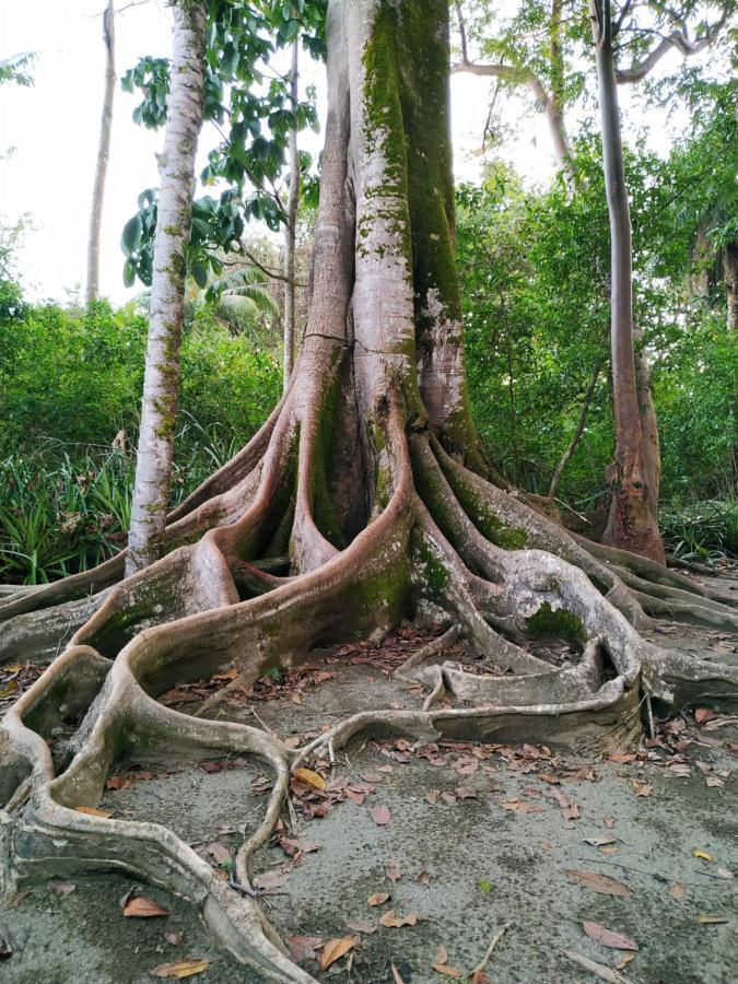 Four Monkeys Eco Lodge Jungle & Beach - The House Cabo Matapalo Bagian luar foto