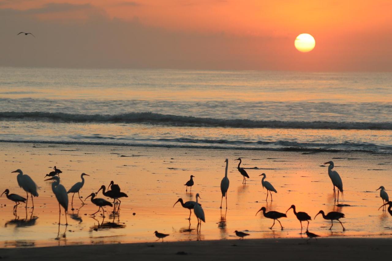 Four Monkeys Eco Lodge Jungle & Beach - The House Cabo Matapalo Bagian luar foto
