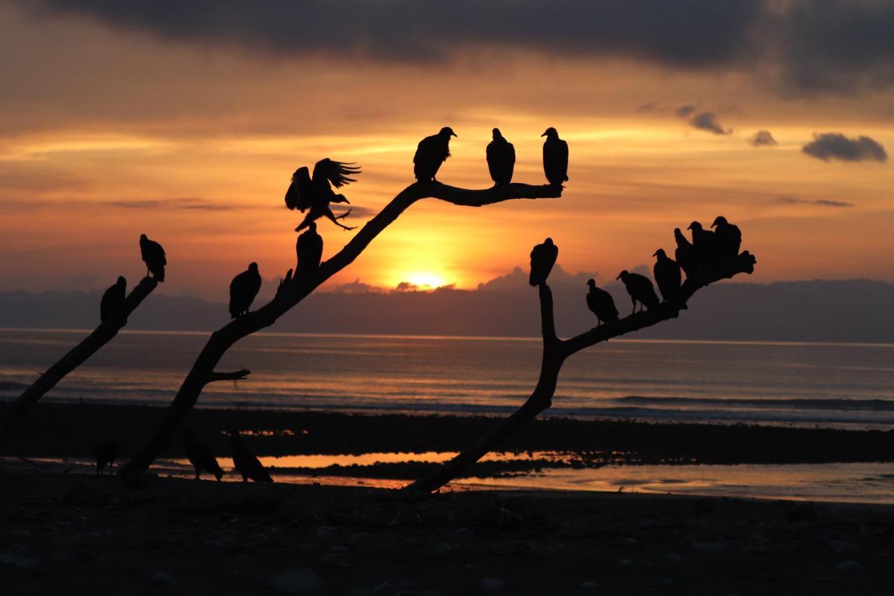 Four Monkeys Eco Lodge Jungle & Beach - The House Cabo Matapalo Bagian luar foto