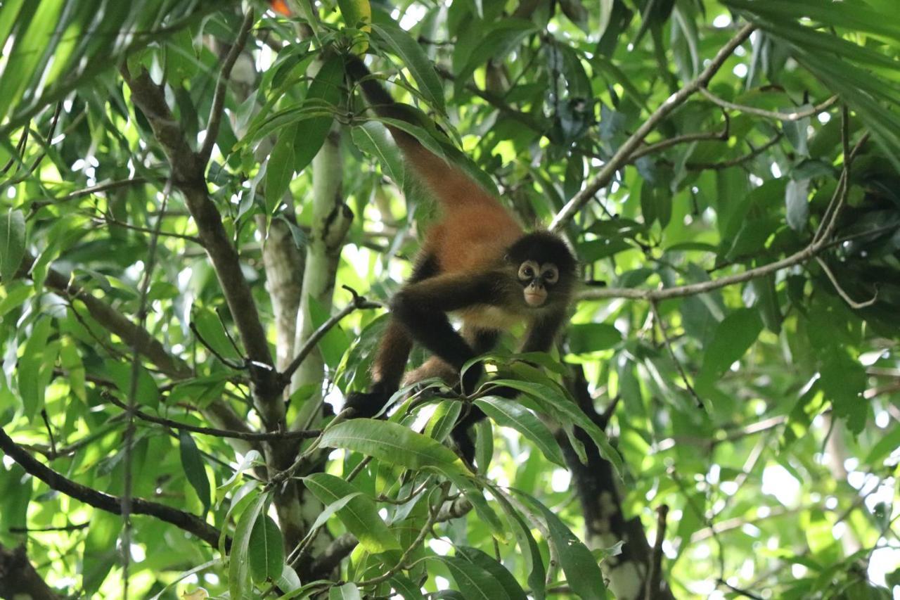 Four Monkeys Eco Lodge Jungle & Beach - The House Cabo Matapalo Bagian luar foto