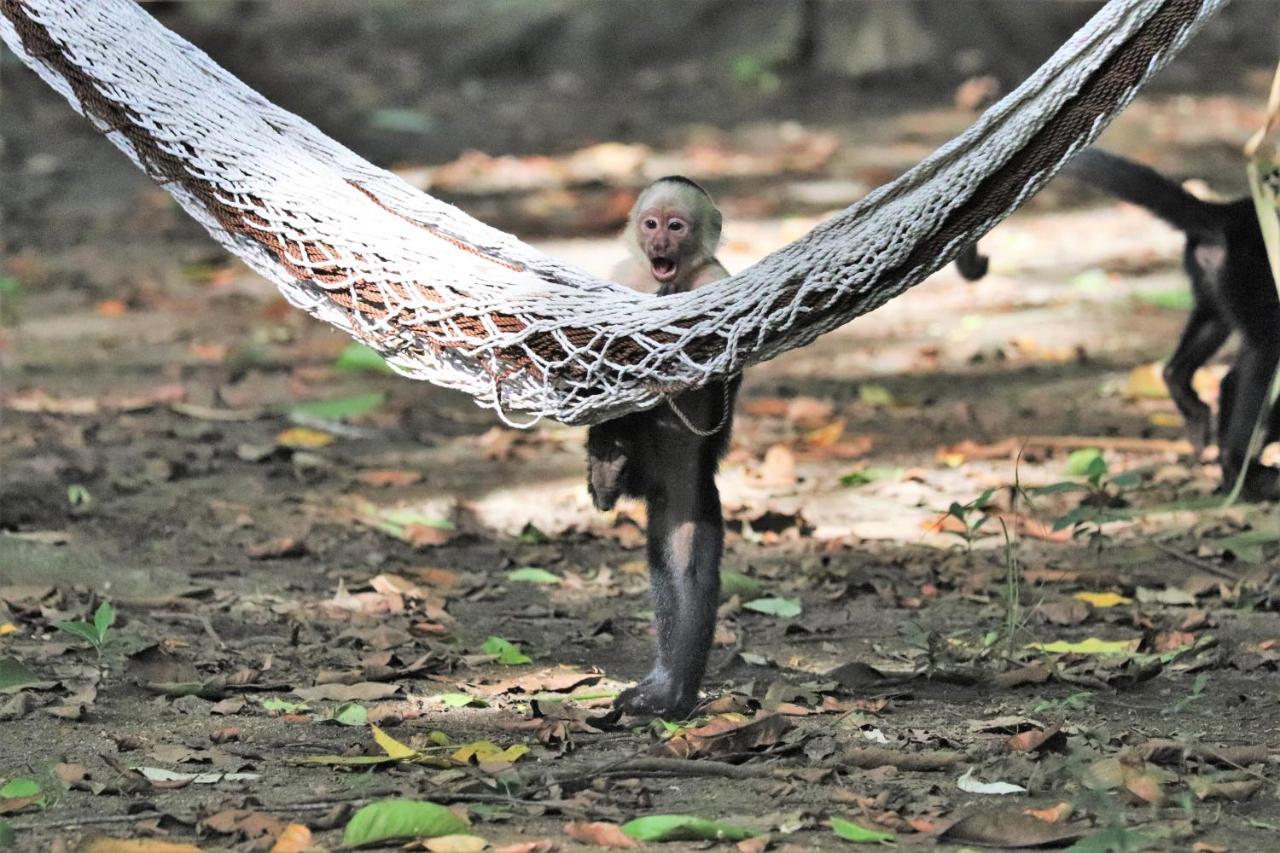 Four Monkeys Eco Lodge Jungle & Beach - The House Cabo Matapalo Bagian luar foto