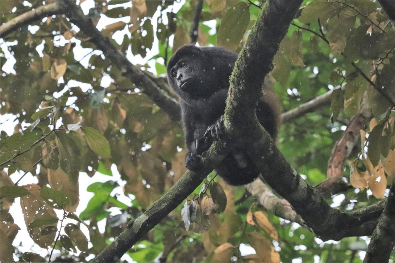 Four Monkeys Eco Lodge Jungle & Beach - The House Cabo Matapalo Bagian luar foto