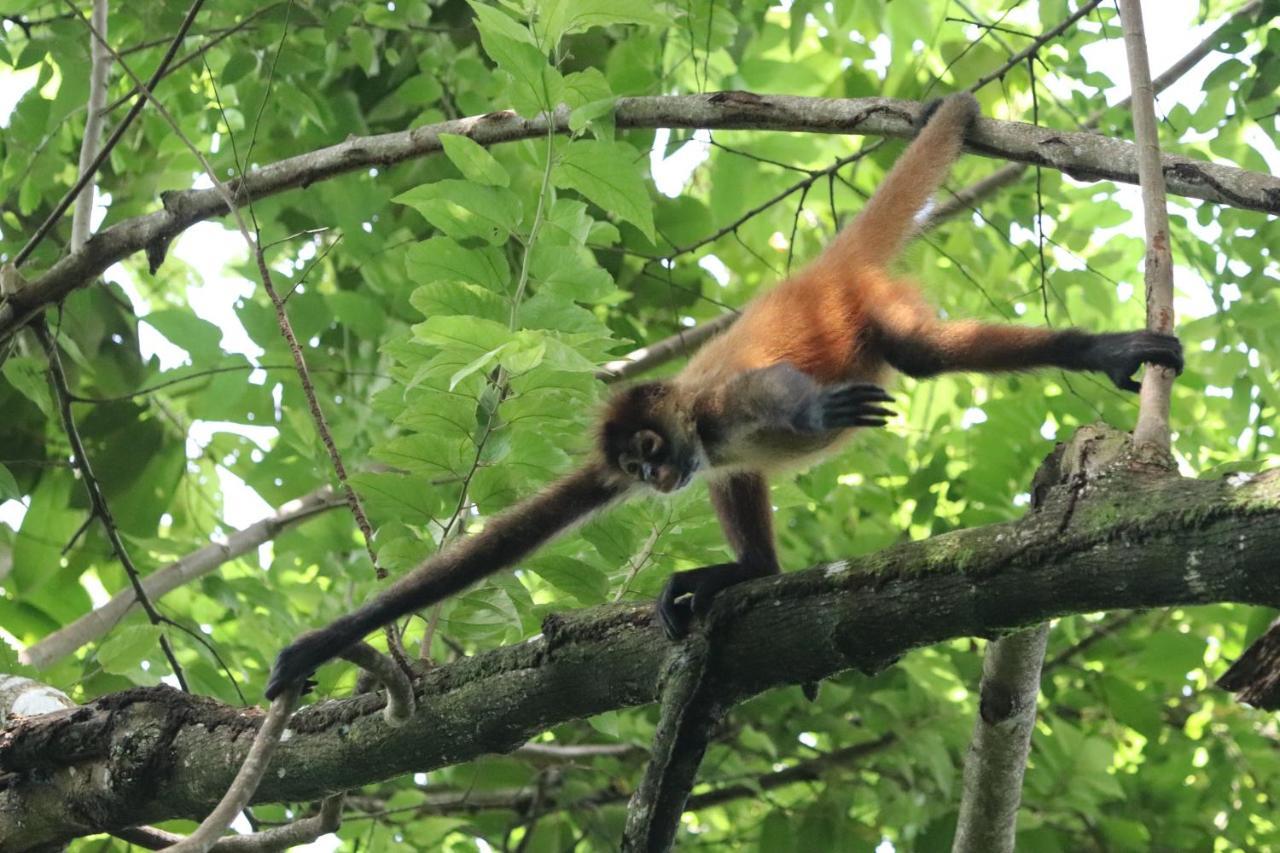 Four Monkeys Eco Lodge Jungle & Beach - The House Cabo Matapalo Bagian luar foto