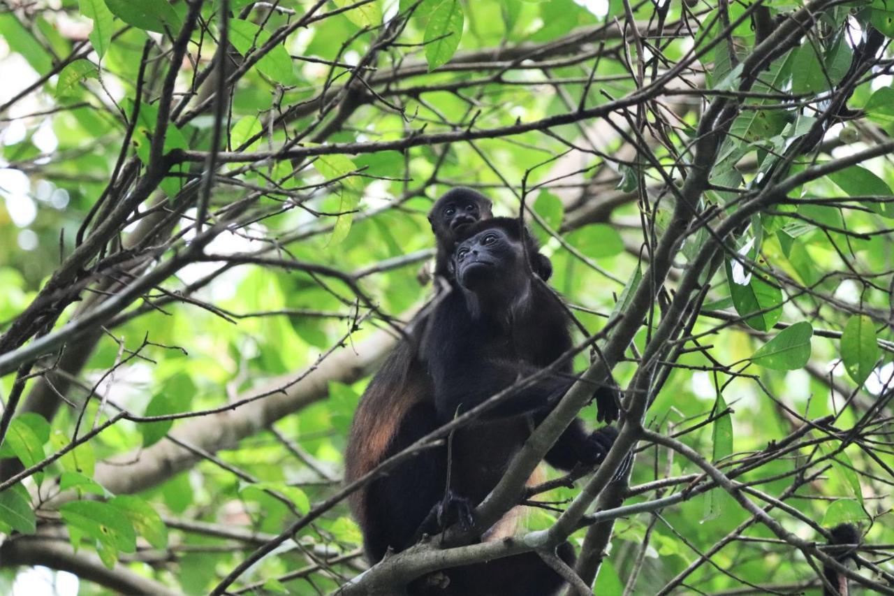 Four Monkeys Eco Lodge Jungle & Beach - The House Cabo Matapalo Bagian luar foto