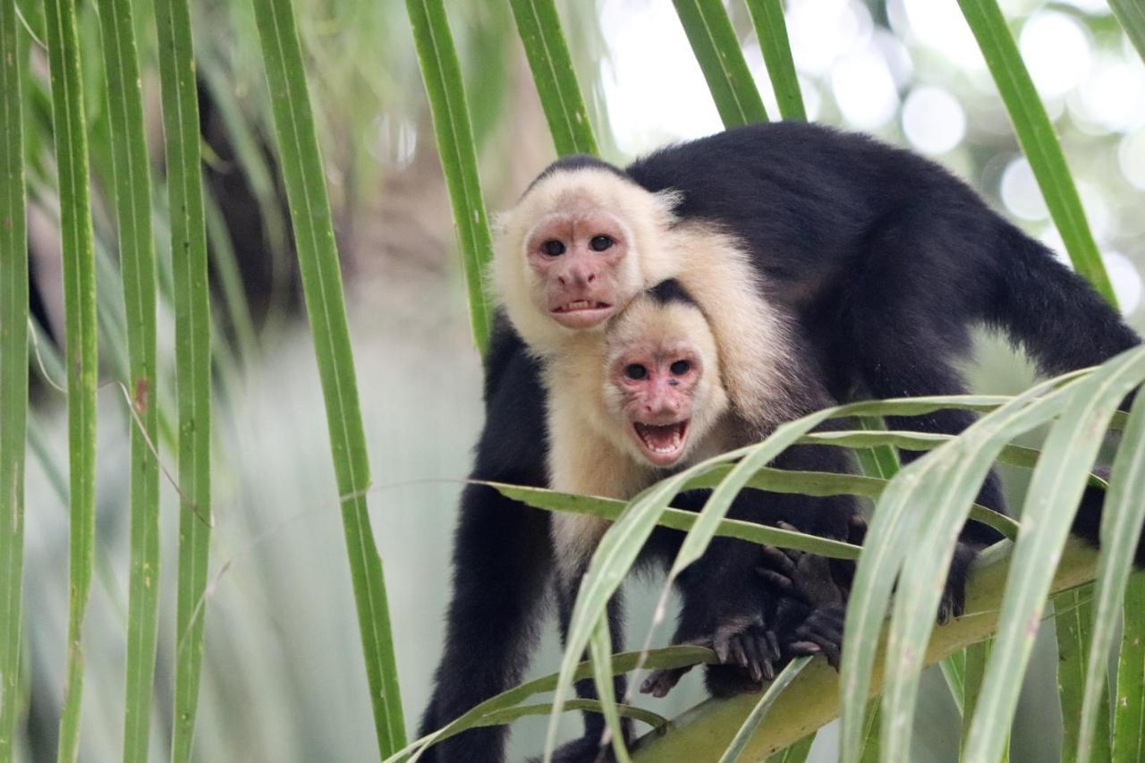 Four Monkeys Eco Lodge Jungle & Beach - The House Cabo Matapalo Bagian luar foto