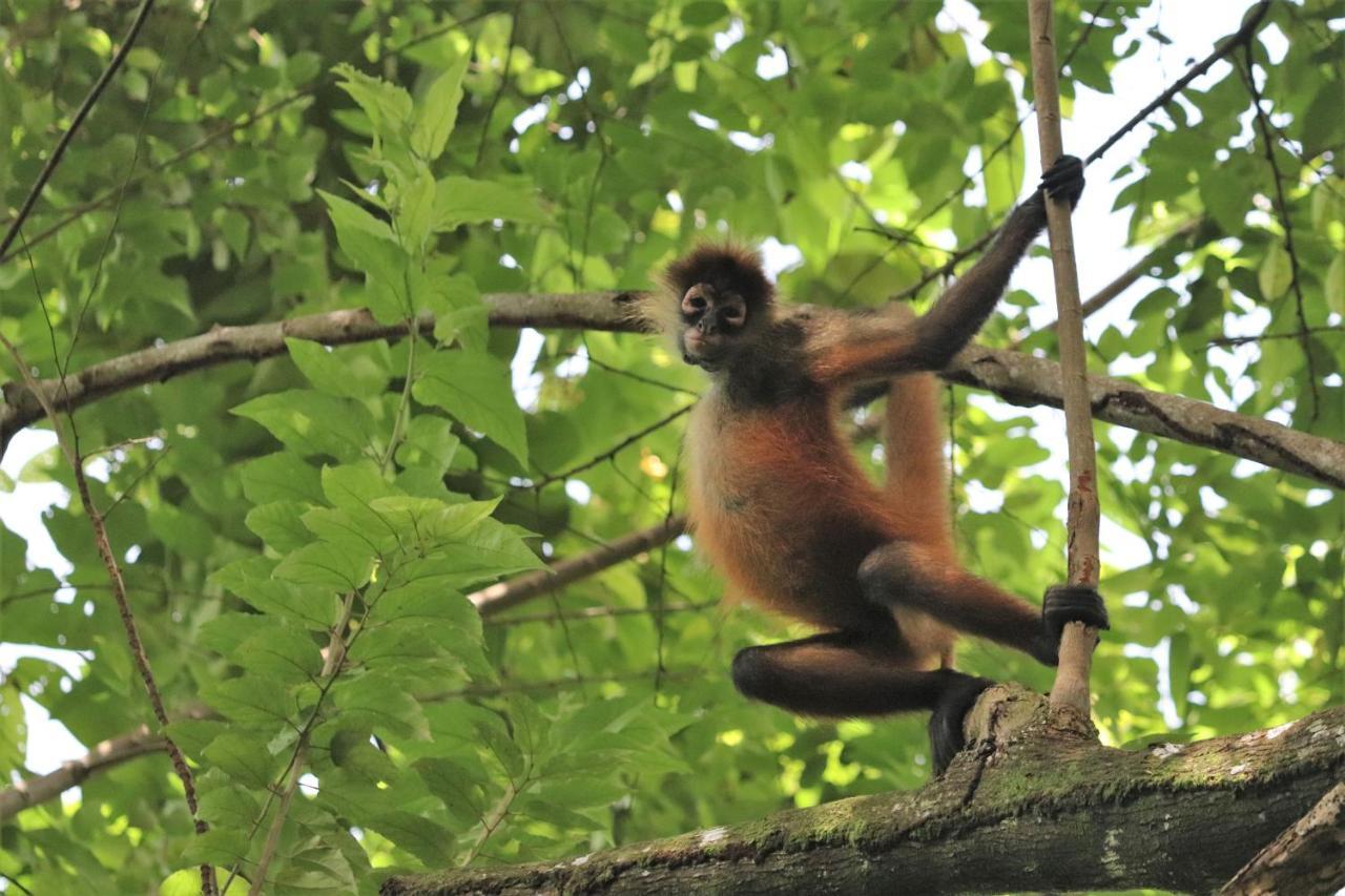 Four Monkeys Eco Lodge Jungle & Beach - The House Cabo Matapalo Bagian luar foto