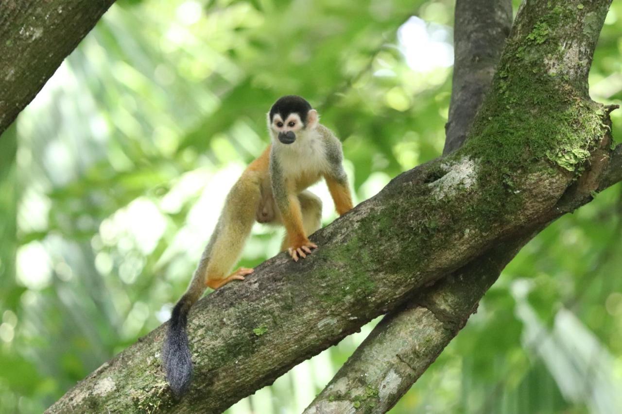 Four Monkeys Eco Lodge Jungle & Beach - The House Cabo Matapalo Bagian luar foto