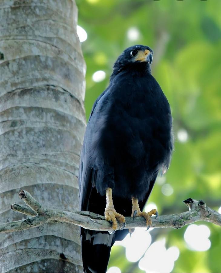 Four Monkeys Eco Lodge Jungle & Beach - The House Cabo Matapalo Bagian luar foto
