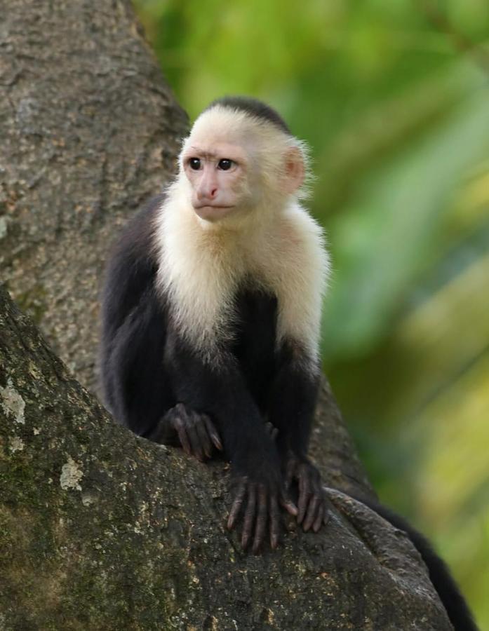 Four Monkeys Eco Lodge Jungle & Beach - The House Cabo Matapalo Bagian luar foto