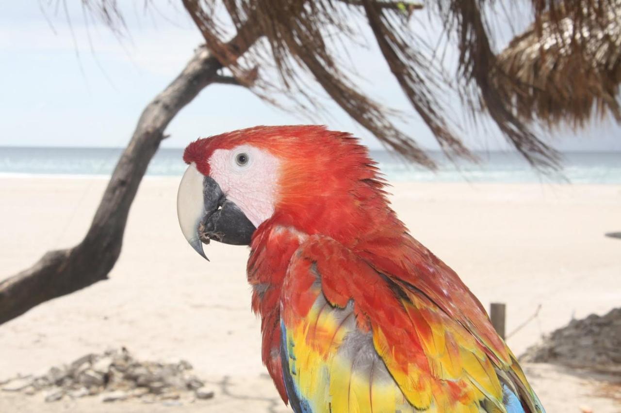 Four Monkeys Eco Lodge Jungle & Beach - The House Cabo Matapalo Bagian luar foto